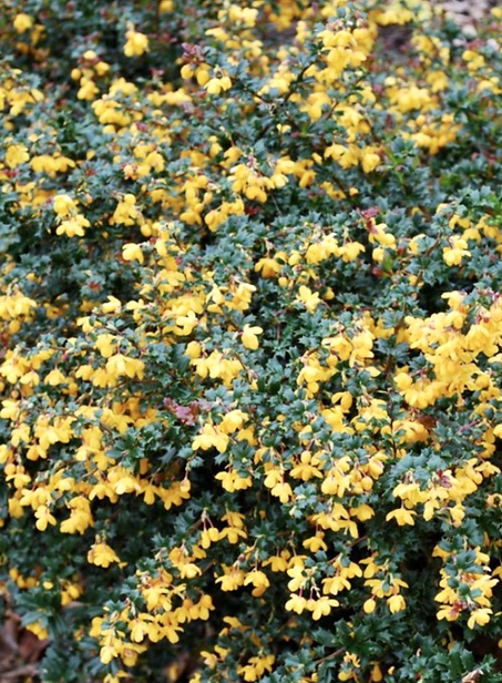 BERBERIS darwinii Compacta