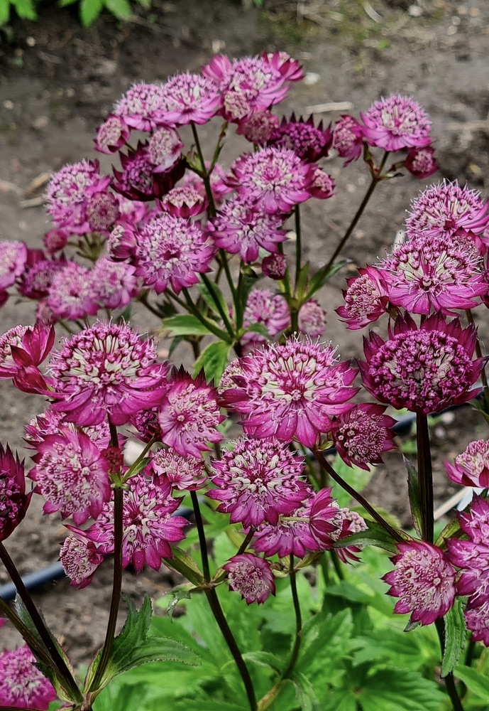 ASTRANTIA Moulin Rouge