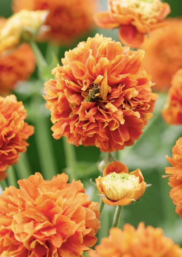 GEUM  Orange Pumpkin