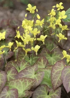 EPIMEDIUM perralchicum  Frohnleiten