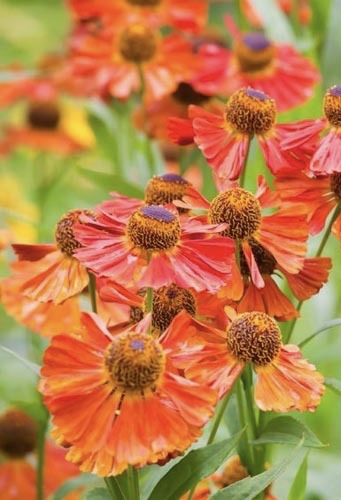 HELENIUM  Ruby Charm