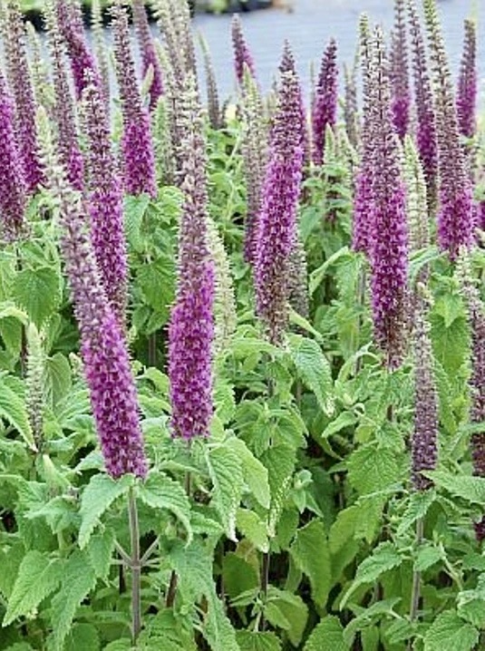 TEUCRIUM Purple Tails