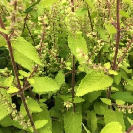 TEUCRIUM Binstead Gold