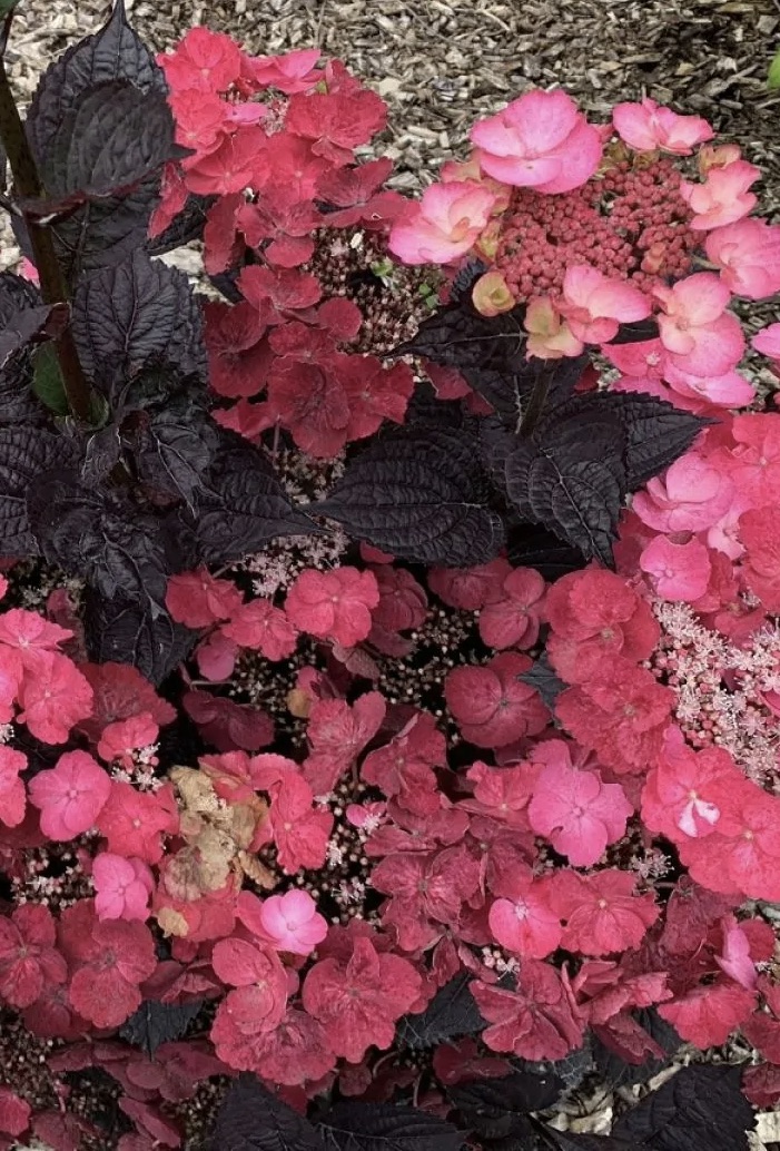 HYDRANGEA serrata Dare devil