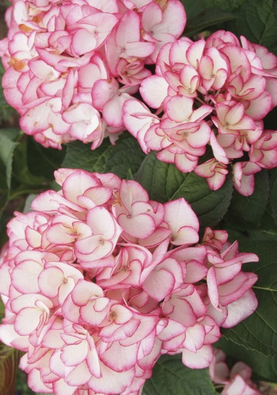 HYDRANGEA macrophylla Miss Siori