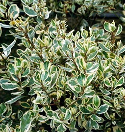 RHAMNUS Argenteovariegata