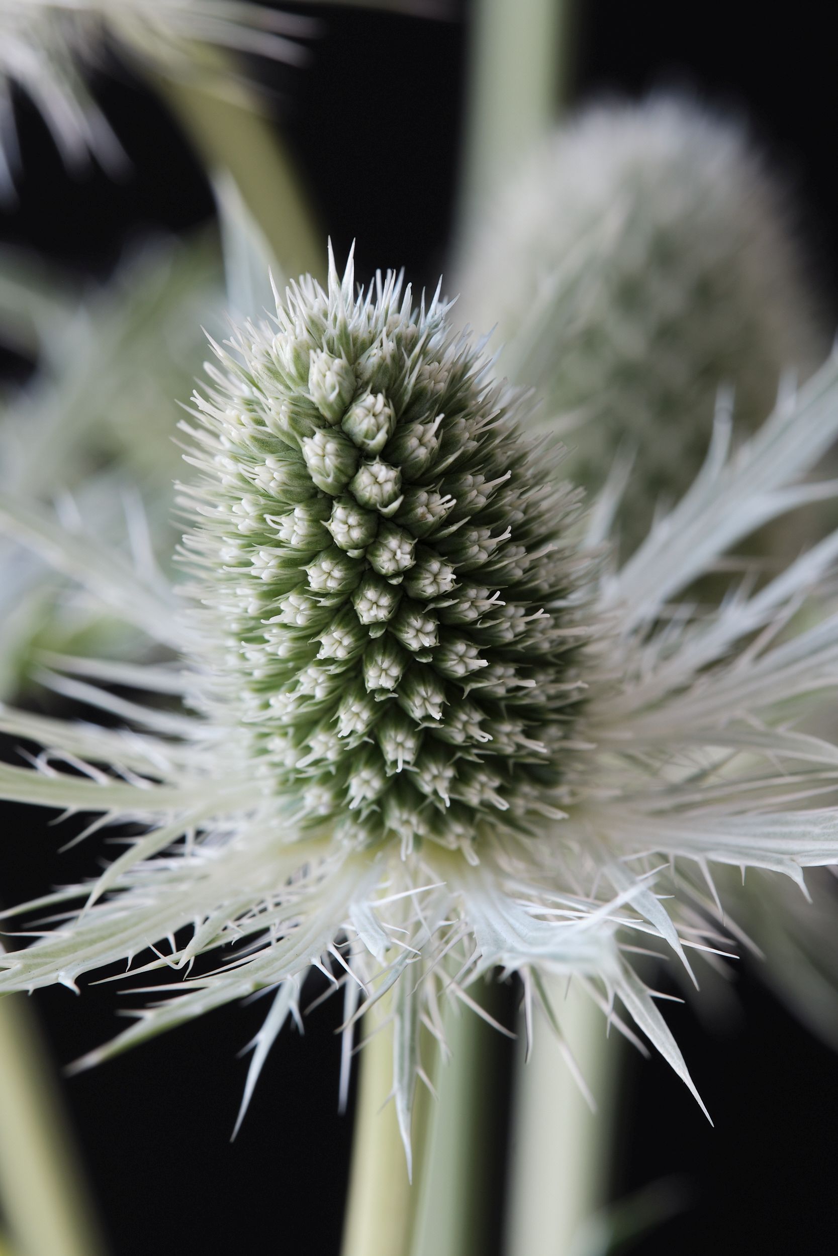 ERYNGIUM  White Lagoon