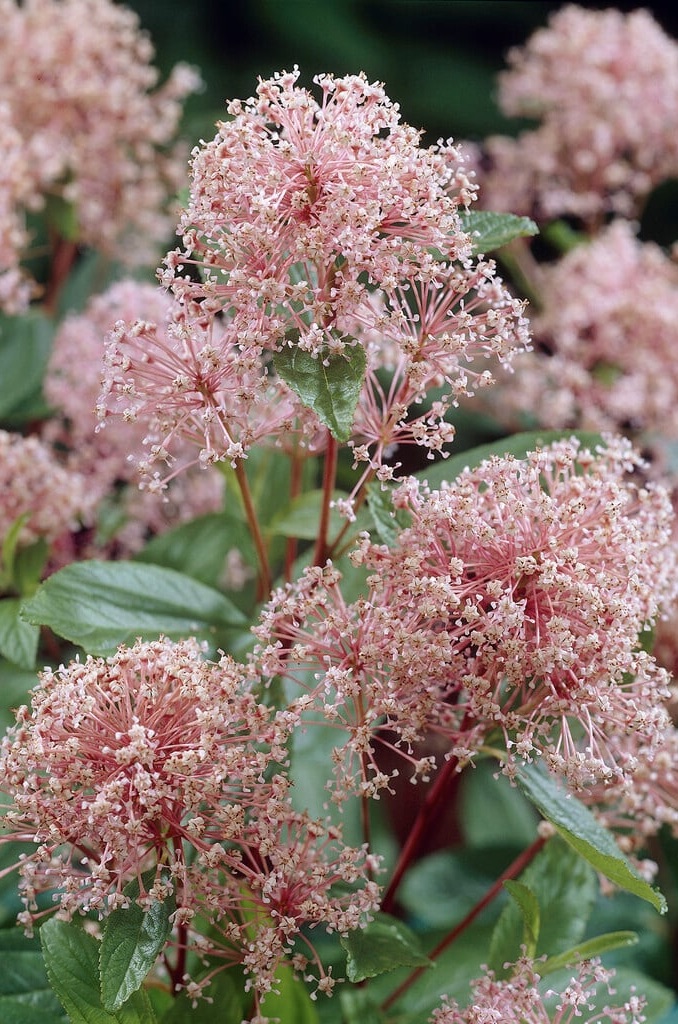 CEANOTHUS Marie Simon