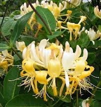 Lonicera halliana