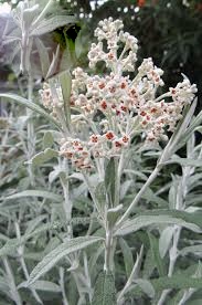 BUDDLEJA Loricata