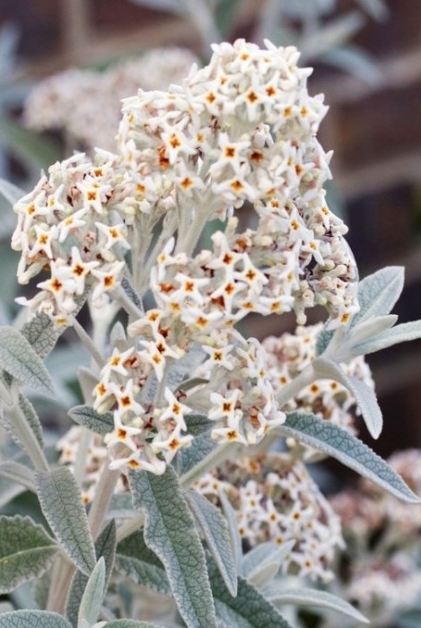 BUDDLEJA Silver Anniversary