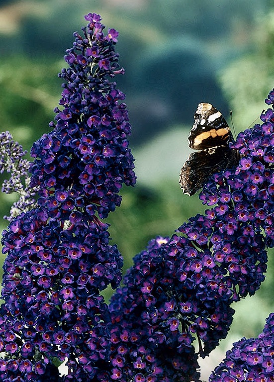 BUDDLEJA Buzz Indigo