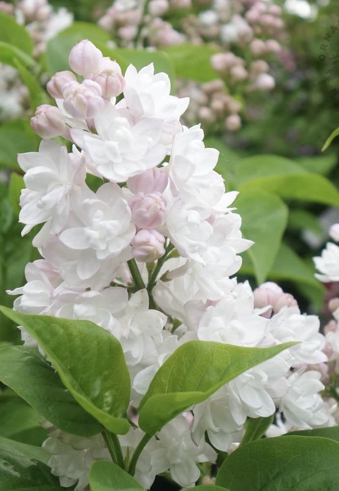 SYRINGA Rose de Moscou