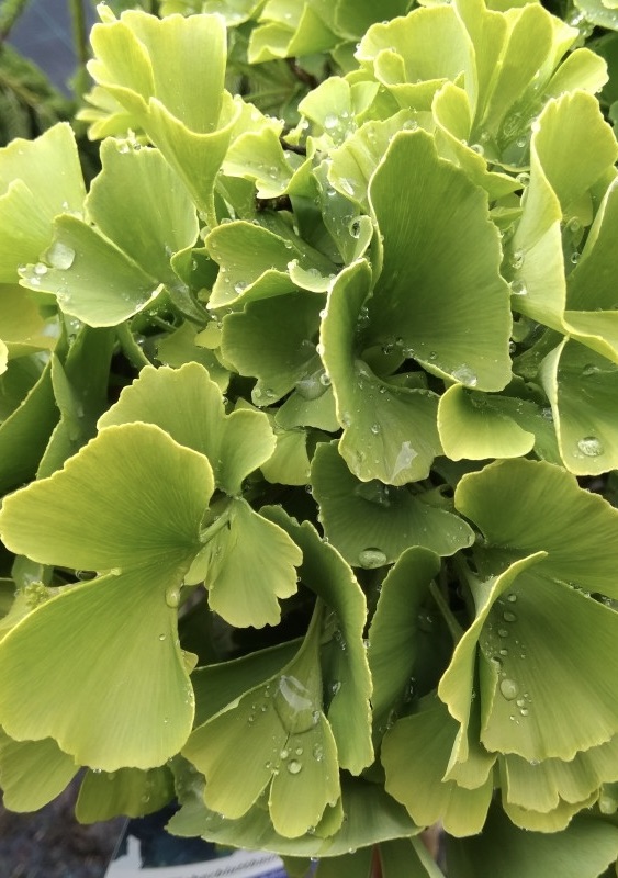 GINKGO bilboa Mariken