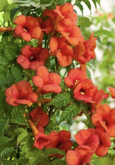 Campsis candicans