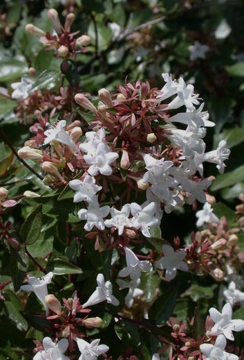 ABELIA Little Richard