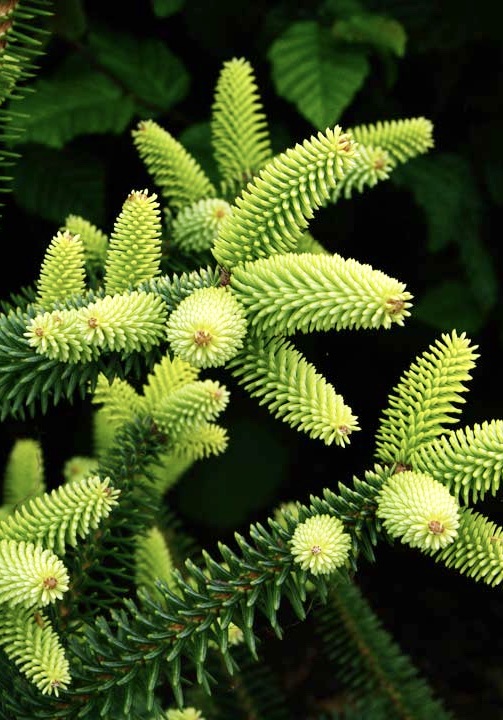 ABIES pinsapo Aurea