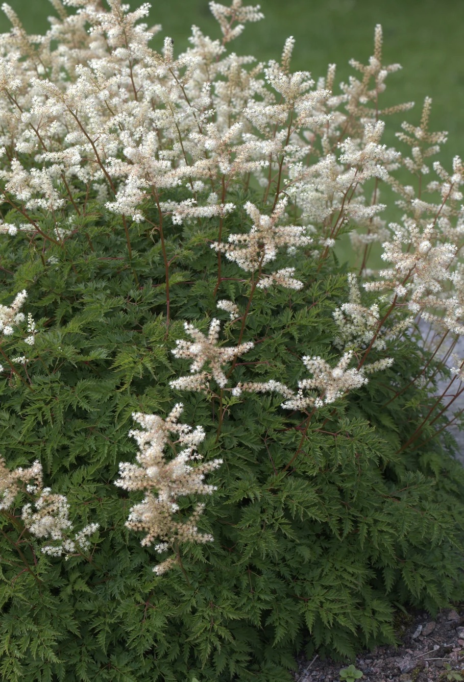 ARUNCUS aethusifolius