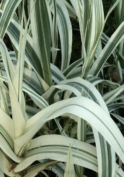 ARUNDO donax Ely