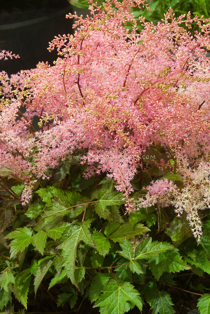 ASTILBE Bronze Elegans