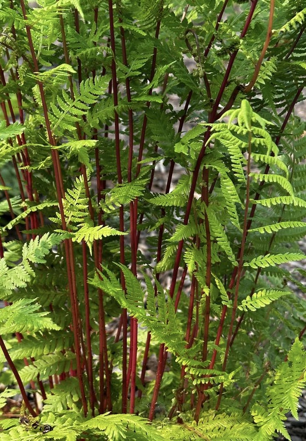 ATHYRIUM Felix-femina  Lady in Red