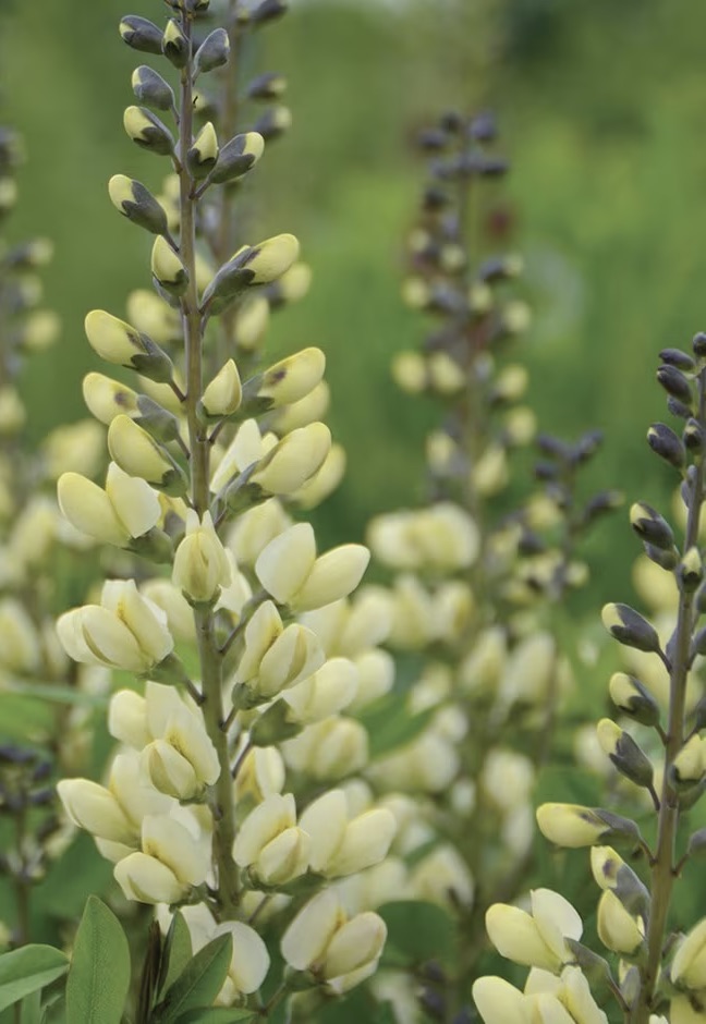 BAPTISIA Vanilla Cream