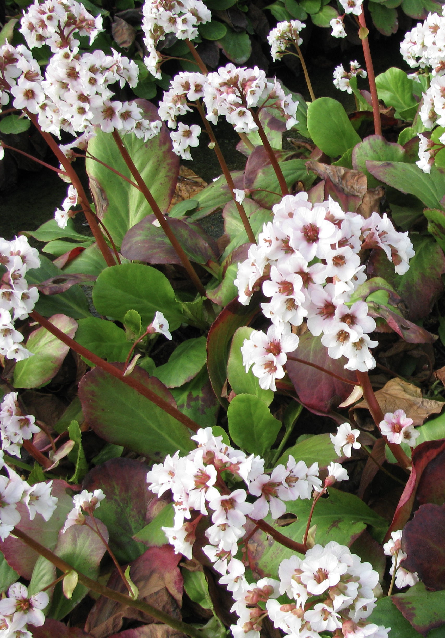 BERGENIA Bressingham White