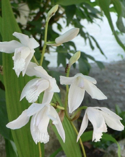 BLETILLA striata Alba