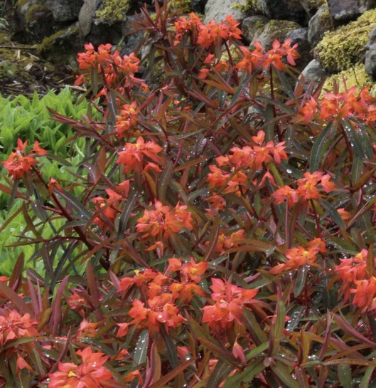 EUPHORBIA griffithii Fireglow