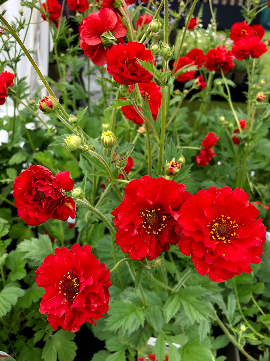 GEUM Blazing Sunset