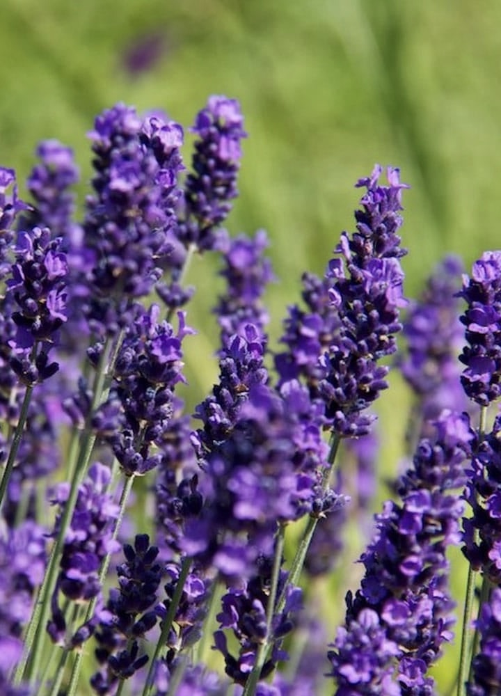 LAVANDULA Hidcote