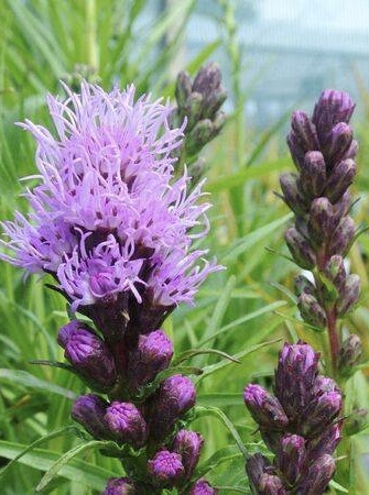 LIATRIS  Kobold