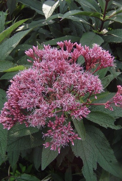 EUPATORIUM Riesenschirm