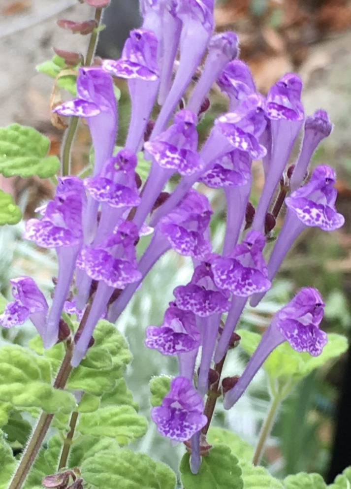 SCUTELLARIA indica parvifolia