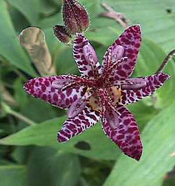 TRICYRTIS Dark Beauty