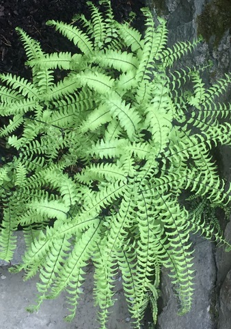 ADIANTUM pendatum imbricatum