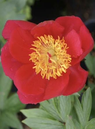 PAEONIA  Flame