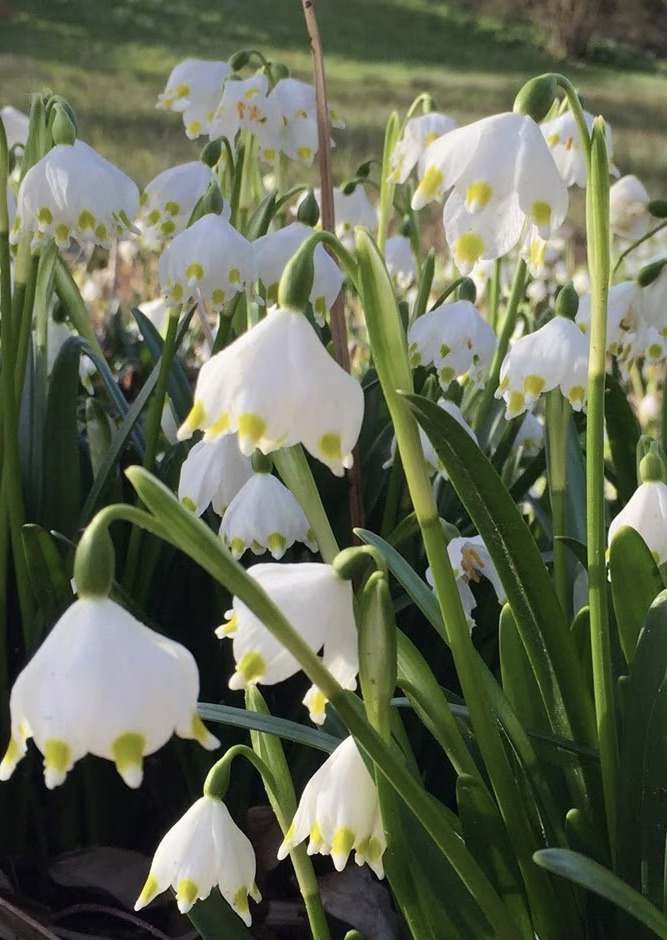 LEUCOJUM vernum