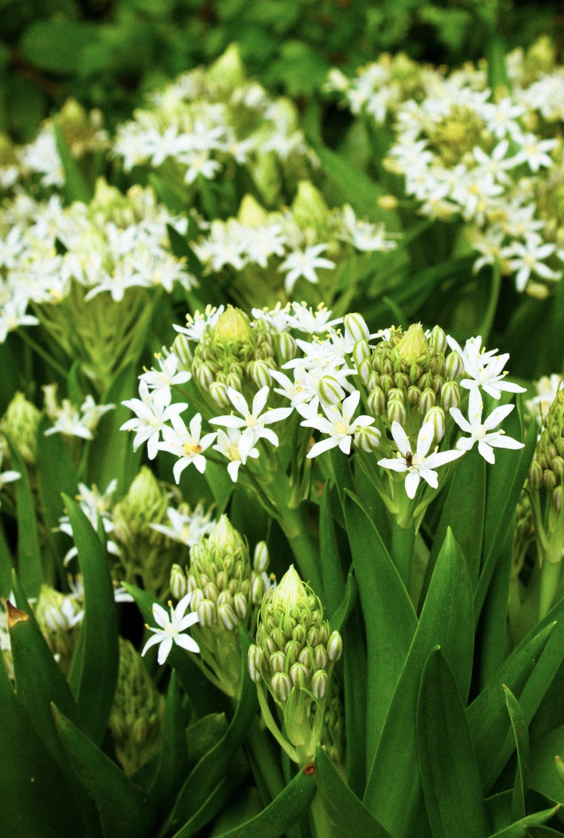 SCILLA peruviana Alba