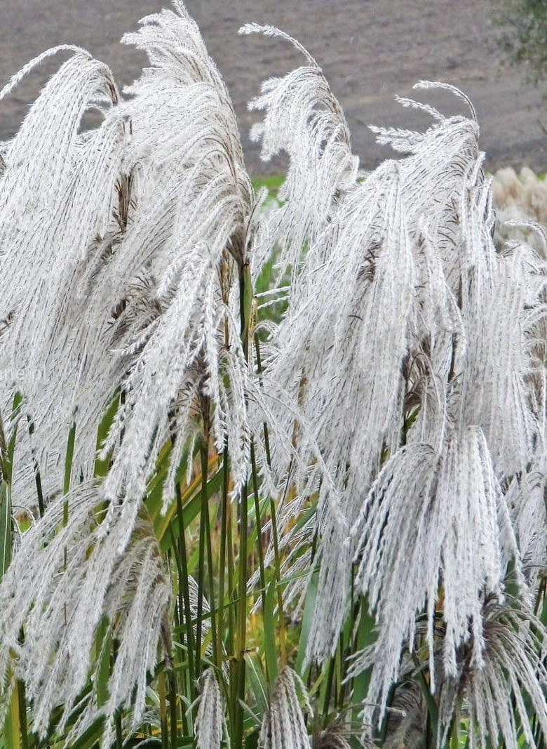 MISCANTHUS sinensis Memory