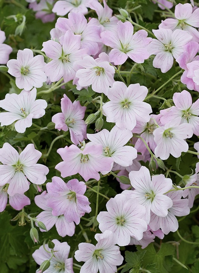 GERANIUM Dreamland