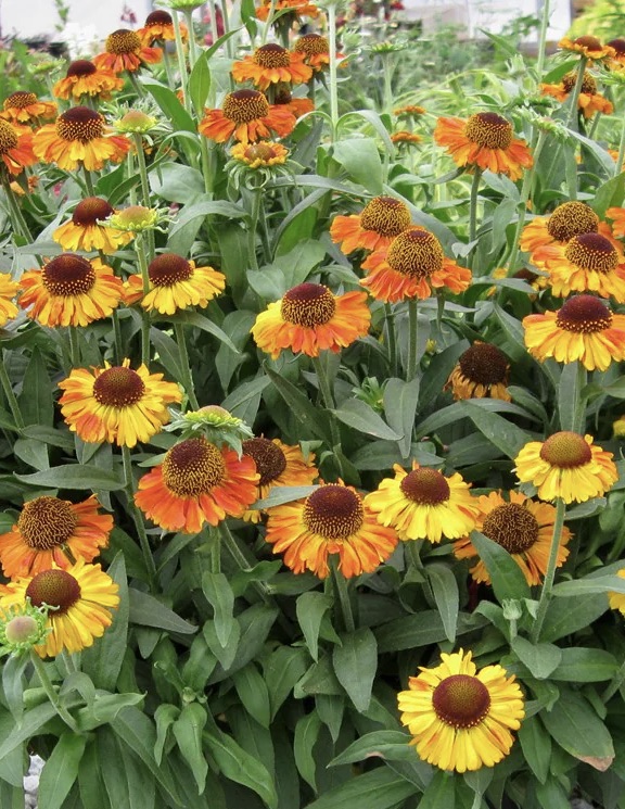 HELENIUM Short and Sassy