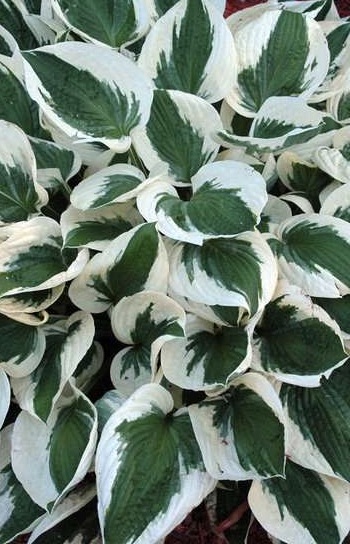 HOSTA Patriot