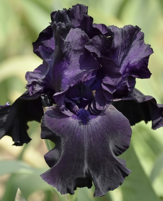 IRIS Black Tie Affair