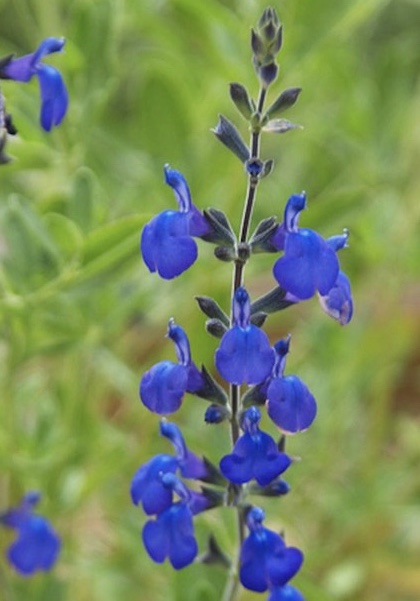 SALVIA Blue Note