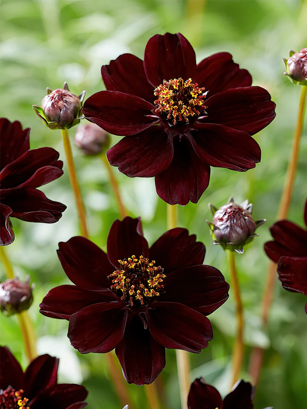 COSMOS Chocamocha