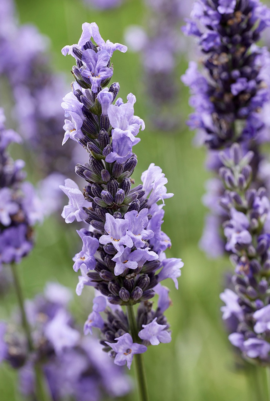 LAVANDULA Sensational