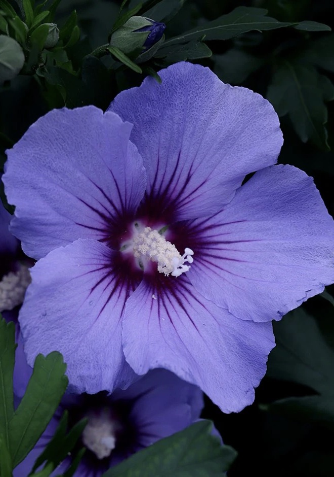 HIBISCUS  Blue Bird