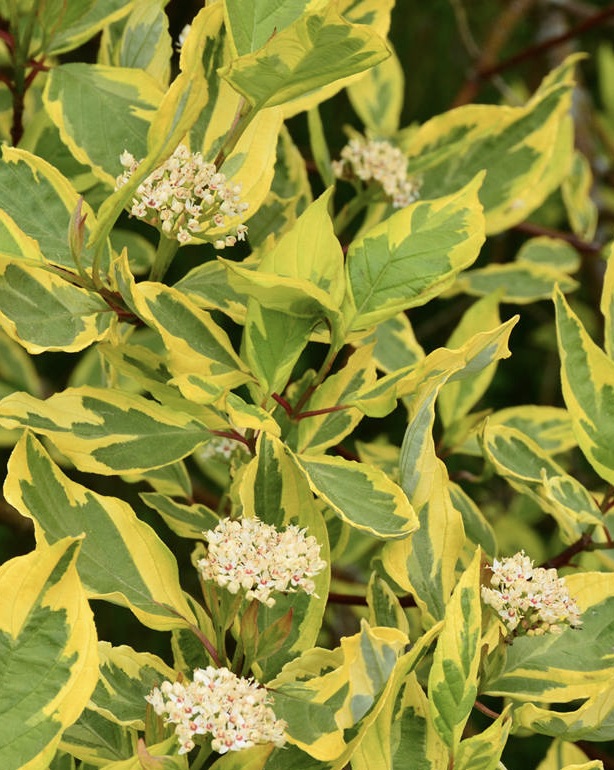 CORNUS Gouchaultii