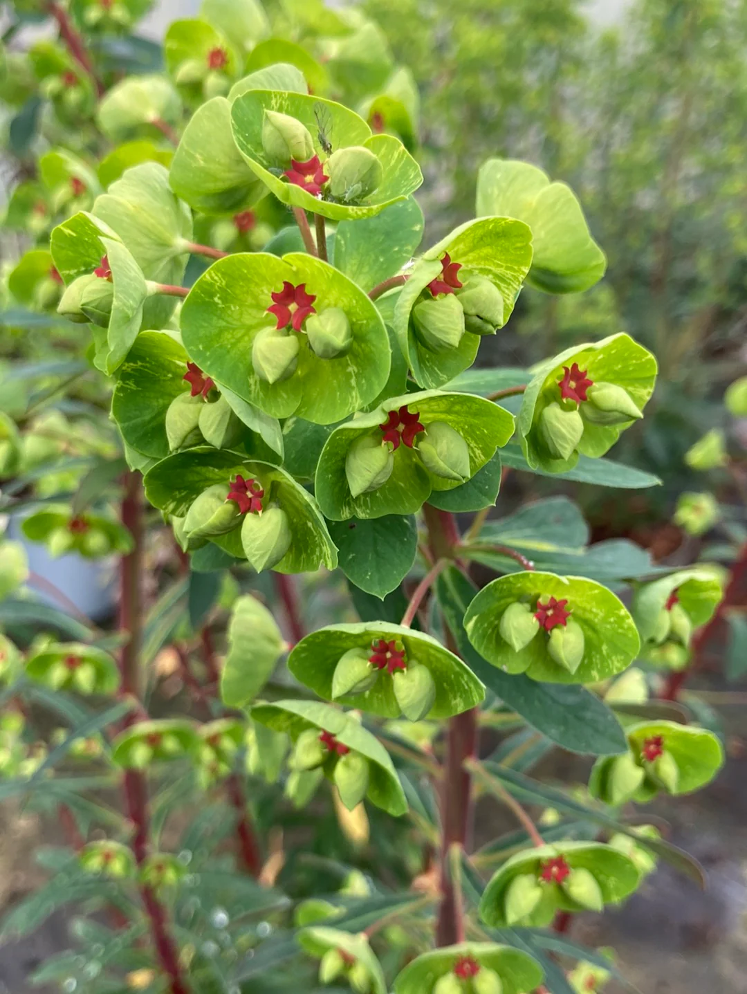 EUPHORBIA Martinii